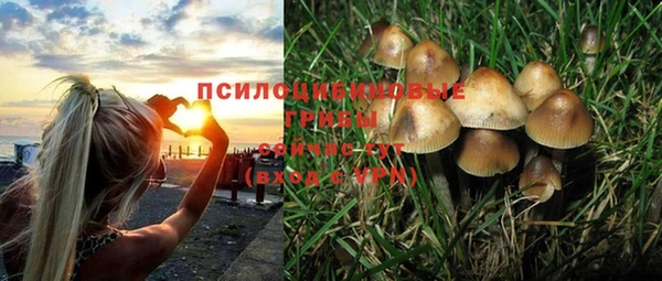 ГАЛЛЮЦИНОГЕННЫЕ ГРИБЫ Горно-Алтайск